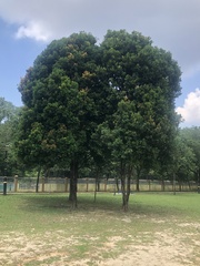 Syzygium myrtifolium