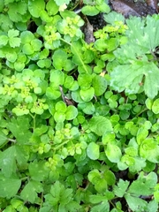 Chrysosplenium oppositifolium