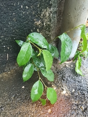 Ficus