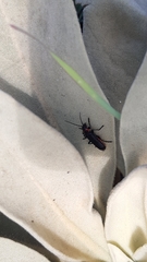 Cantharis marginiventris