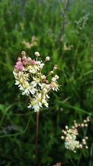 Filipendula vulgaris