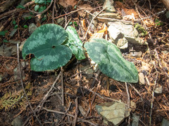 Asarum nipponicum