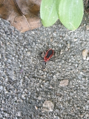 Haematoloecha rufithorax