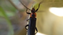 Cantharis marginiventris