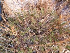 Penstemon pinifolius