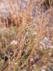 Penstemon pinifolius