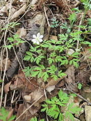 Anemonoides amurensis