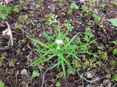 Pseudostellaria sylvatica