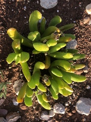 Glottiphyllum regium