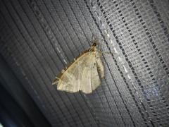 Evecliptopera illitata
