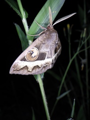 Metopta rectifasciata