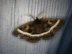 Metopta rectifasciata