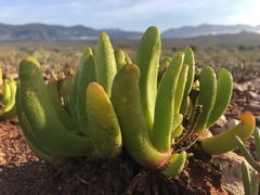 Glottiphyllum regium