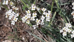 Bombylius fimbriatus