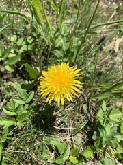 Taraxacum