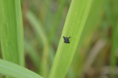 Elasmoscelis perforata