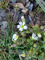 Cerastium ramosissimum
