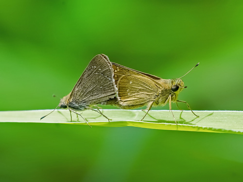 Formosan Swift