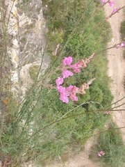 Antirrhinum