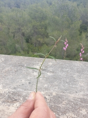 Antirrhinum