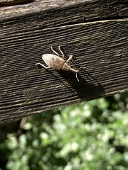 Lepyrus palustris