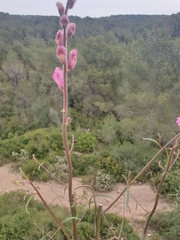 Antirrhinum