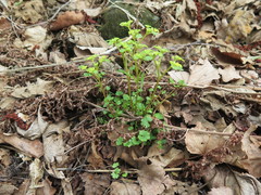 Chrysosplenium flagelliferum