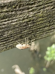 Lepyrus palustris