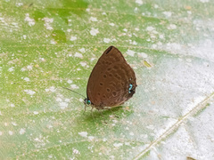 Arhopala major