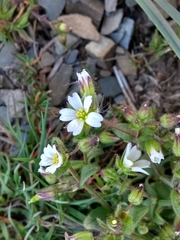 Cerastium ramosissimum