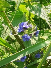 Pentaglottis sempervirens