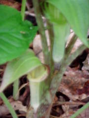 Arisaema triphyllum