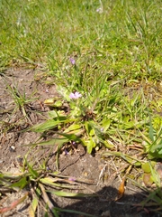 Geranium molle