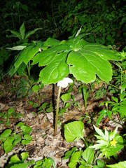 Podophyllum peltatum