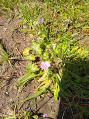 Geranium molle