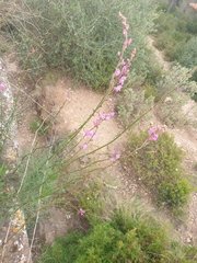 Antirrhinum
