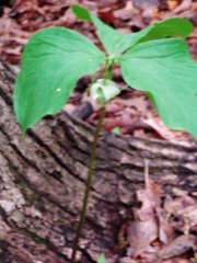 Trillium cernuum