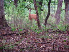 Odocoileus virginianus