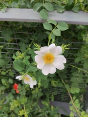 Rosa canina
