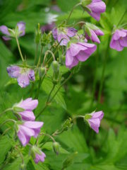 Geranium maculatum