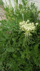 Daucus carota