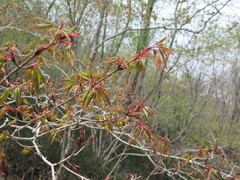 Acer mandshuricum