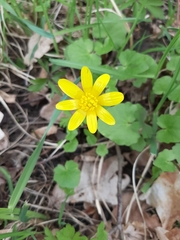 Ficaria verna