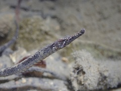 Bellybarred Pipefish photo 2