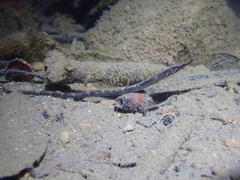 Bellybarred Pipefish photo 3