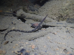 Bellybarred Pipefish photo 5