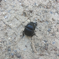 Thorectes intermedius