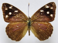 Eunica monima modesta