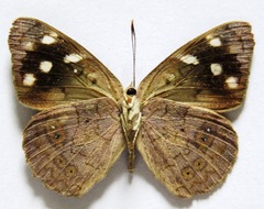 Eunica monima modesta