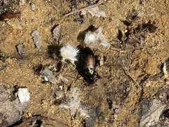 Poecilus cupreus